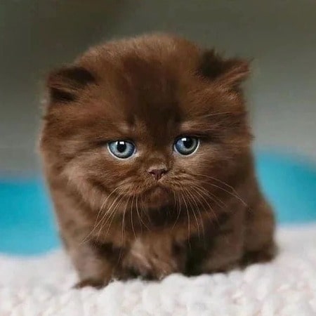 Picture of cute dream cat of Yasmine Al Massri